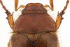 Amphimallon sp.